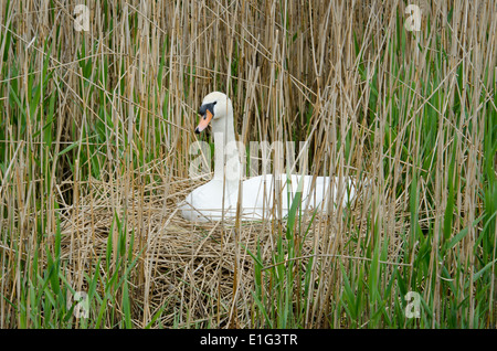 Mute swan (Cygnus olor) assis sur son nid sur la rivière Great Ouse, España Banque D'Images