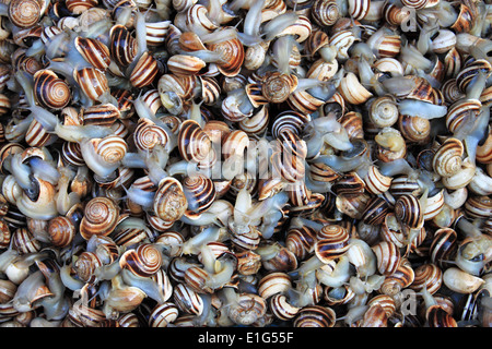 Les escargots en vente dans une échoppe de marché Banque D'Images