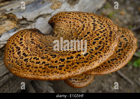 Dessus des dryades champignons selle poussant sur un journal tombé dans un parc forestier de Toronto Banque D'Images