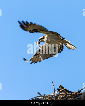 Balbuzard pêcheur en vol transportant du poisson frais, Pandion haliaetus, Sea Hawk, poisson, Eagle River, hawk hawk poisson, raptor Banque D'Images