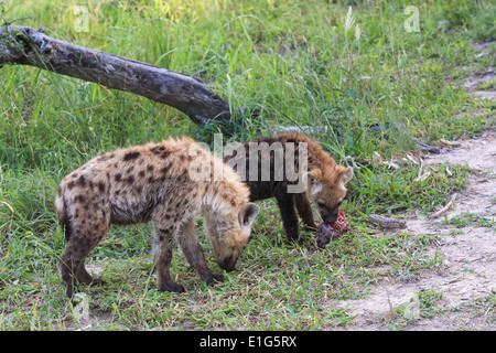 Deux jeunes hyènes chargées à partir d'une récente tuer près de leur tanière sur le Sabi Sands Game Reserve, Kruger National Park, Afrique du Sud. Banque D'Images