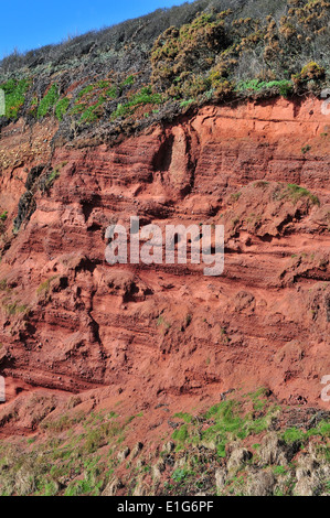 Une falaise de grès rouge vieille section près de Langstone Rock, Exmouth, dans le sud du Devon - stratigraphie du Dévonien montrant. Banque D'Images