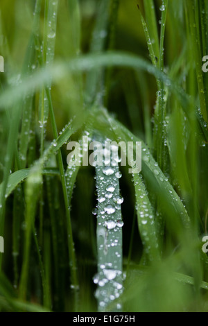 Un brin d'herbe verte sur un beau début de rosée matin avec gouttes d'eau sur elle Banque D'Images