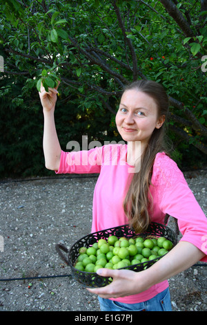 Belle fille la collecte des prunes vert pour manger Banque D'Images