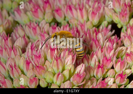 - Colletes hederae Ivy Bee - mâle se nourrissant de sedum. Banque D'Images