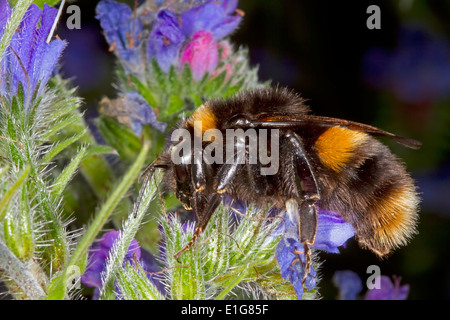 Buff-tailed Bumblebee - Bombus terrestris - queen. Banque D'Images