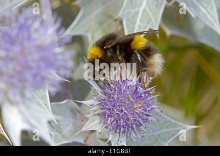 White-tailed Bumblebee - Bombus lucorum - reine le houx de mer. Banque D'Images