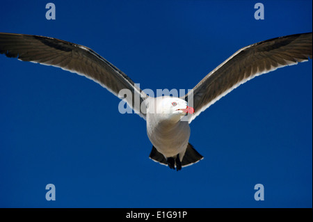 Une mouette est d'oiseaux de voler contre un ciel bleu profond Banque D'Images