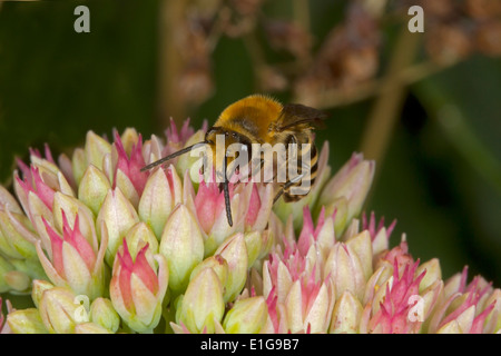 - Colletes hederae Ivy Bee - mâle se nourrissant de sedum. Banque D'Images