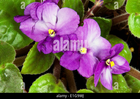 Libre de mauve et blanc fleurs violettes africaines Banque D'Images