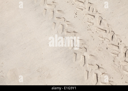 Les pistes de VTT sur la plage de sable blanc. Photo Gros plan Banque D'Images