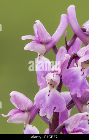 Orchis mascula early-orchidée pourpre en fleur Banque D'Images