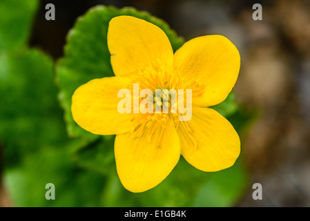 Kingcup ou populage des marais (Caltha palustris) dans les bois près de Abbeystead Lancashire Banque D'Images