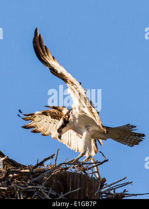 Osprey landing sur son nid, Pandion haliaetus, Sea Hawk, poisson, Eagle River, hawk hawk poisson, raptor Banque D'Images