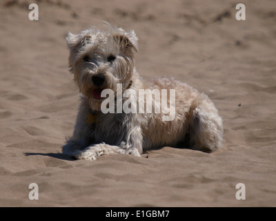 Scruffy petit chien blanc sur la plage, Devon, UK Banque D'Images