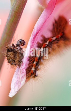 Les larves et le hangar de la peau le Nœud papillon de l'herbe (Acronicta rumicis) Banque D'Images