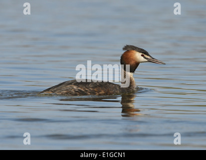 Grèbe huppé Podiceps cristatus Banque D'Images