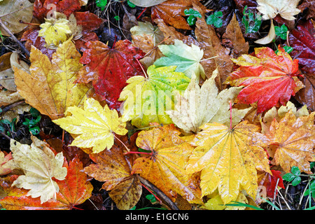 Les feuilles d'automne humide de l'Acer japonicum 'Vitifolium' Banque D'Images