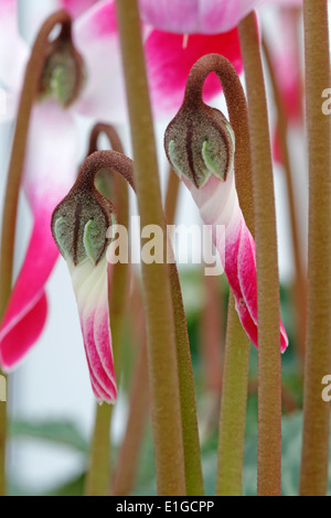 Les bourgeons de Cyclamen Tianis Fantasia, flamme Rose Banque D'Images