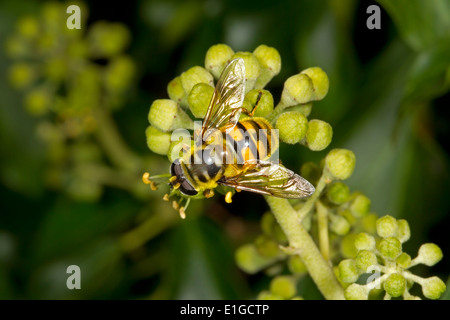 La tête de mort ou mort - Myathropa florea Hoverfly Tête - femelle Banque D'Images