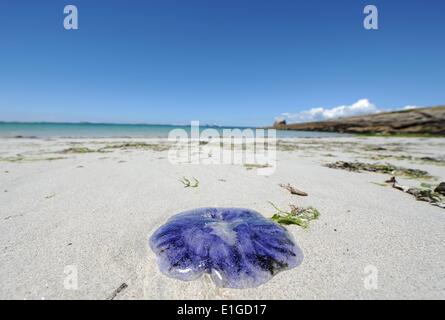 Les îles Glénan (Anglais : Îles des Glénan ou l'Archipel des Glénan, Breton : Inizi Glenan) sont un archipel situé au large des côtes françaises. Finistère, Bretagne, France, 28.mai 2014. Photo : Frank May/photo alliance Banque D'Images