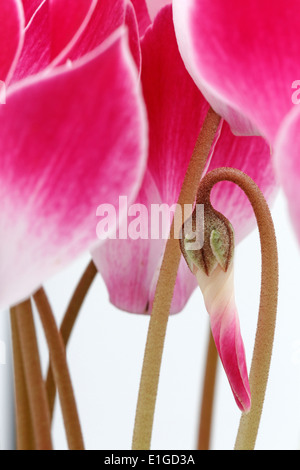 Fleurs et bourgeons de Cyclamen Tianis Fantasia, flamme Rose Banque D'Images