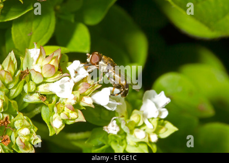 À pattes épaisses Hoverfly - Syritta pipiens - mâle Banque D'Images