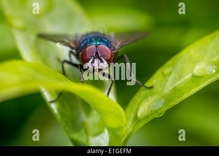 Faune - Calliphora vomitoria mouche bleue sur feuille, UK Banque D'Images