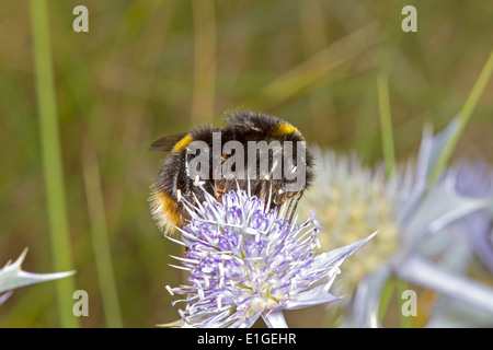 Buff-tailed Bumblebee - Bombus terrestris - queen. Banque D'Images