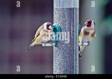 Une paire de chardonneret (Carduelis carduelis) se nourrissant de graines nyjer/niger à partir d'un convoyeur RSPB Banque D'Images