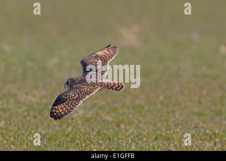 Hibou des marais Asio flammeus Banque D'Images