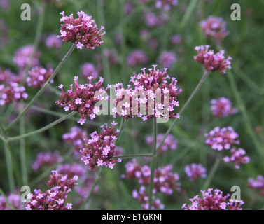 Verbena bonariensis Verveine argentin close up of flower Banque D'Images