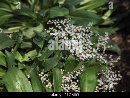 Goniolimon tataricum statice allemand close up of plant en fleur Banque D'Images