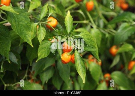 'Capsicum chinense piment Habanero' près de l'usine de mûrissement des fruits Banque D'Images