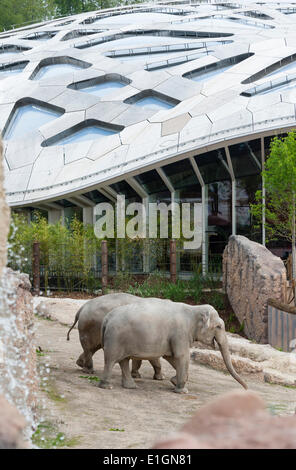 Zurich, Suisse. 4 juin 2014. Les éléphants du zoo de Zurich sont flâner dans leur nouvelle maison et la nouvelle attraction du zoo : 'Kaeng Krachan' elephant park, les 10'000 mètres carrés paysage artificiel sous un dôme spectaculaire permet aux visiteurs d'observer les éléphants presque comme dans leur habitat naturel. Crédit : Erik Tham/Alamy Live News Banque D'Images