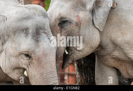 Zurich, Suisse. 4 juin 2014. Les éléphants du zoo de Zurich sont flâner dans leur nouvelle maison et la nouvelle attraction du zoo : 'Kaeng Krachan' elephant park, les 10'000 mètres carrés paysage artificiel sous un dôme spectaculaire permet aux visiteurs d'observer les éléphants presque comme dans leur habitat naturel. Crédit : Erik Tham/Alamy Live News Banque D'Images