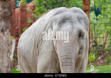 Zurich, Suisse. 4 juin 2014. Un éléphant du zoo de Zurich est en vous promenant sa nouvelle maison et la nouvelle attraction du zoo : 'Kaeng Krachan' elephant park, les 10'000 mètres carrés paysage artificiel sous un dôme spectaculaire permet aux visiteurs d'observer les éléphants presque comme dans leur habitat naturel. Crédit : Erik Tham/Alamy Live News Banque D'Images