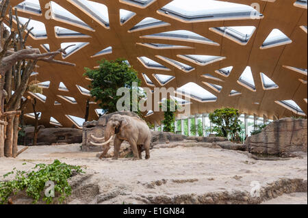 Zurich, Suisse. 4 juin 2014. Elephant bull 'Maxi' du zoo de Zurich est en vous promenant sa nouvelle maison et la nouvelle attraction du zoo : 'Kaeng Krachan' elephant park, les 10'000 mètres carrés paysage artificiel sous un dôme spectaculaire permet aux visiteurs d'observer les éléphants presque comme dans leur habitat naturel. Après une période de construction de 3 ans, la nouvelle ouverture du parc au public le samedi, 7 juin 2014. Crédit : Erik Tham/Alamy Live News Banque D'Images