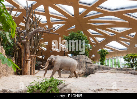 Zurich, Suisse. 4 juin 2014. Elephant bull 'Maxi' du zoo de Zurich est en vous promenant sa nouvelle maison et la nouvelle attraction du zoo : 'Kaeng Krachan' elephant park, les 10'000 mètres carrés paysage artificiel sous un dôme spectaculaire permet aux visiteurs d'observer les éléphants presque comme dans leur habitat naturel. Après une période de construction de 3 ans, la nouvelle ouverture du parc au public le samedi, 7 juin 2014. Crédit : Erik Tham/Alamy Live News Banque D'Images