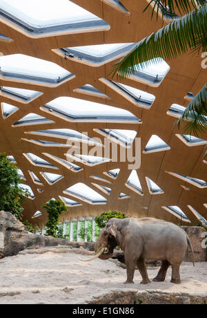 Zurich, Suisse. 4 juin 2014. Elephant bull 'Maxi' du zoo de Zurich est en vous promenant sa nouvelle maison et la nouvelle attraction du zoo : 'Kaeng Krachan' elephant park, les 10'000 mètres carrés paysage artificiel sous un dôme spectaculaire permet aux visiteurs d'observer les éléphants presque comme dans leur habitat naturel. Après une période de construction de 3 ans, la nouvelle ouverture du parc au public le samedi, 7 juin 2014. Crédit : Erik Tham/Alamy Live News Banque D'Images