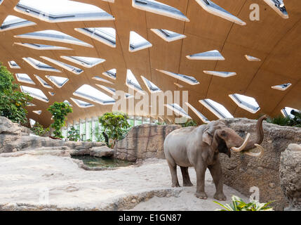 Zurich, Suisse. 4 juin 2014. Elephant bull 'Maxi' du zoo de Zurich est en vous promenant sa nouvelle maison et la nouvelle attraction du zoo : 'Kaeng Krachan' elephant park, les 10'000 mètres carrés paysage artificiel sous un dôme spectaculaire permet aux visiteurs d'observer les éléphants presque comme dans leur habitat naturel. Après une période de construction de 3 ans, la nouvelle ouverture du parc au public le samedi, 7 juin 2014. Crédit : Erik Tham/Alamy Live News Banque D'Images