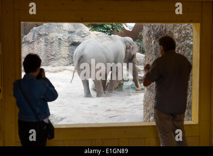 Zurich, Suisse. 4 juin 2014. Se rapprocher ! Les visiteurs du zoo de Zurich sont regardant elephant bull 'Maxi' dans sa nouvelle maison et la nouvelle attraction du zoo : 'Kaeng Krachan' elephant park, les 10'000 mètres carrés paysage artificiel sous un dôme spectaculaire permet aux visiteurs d'observer les éléphants presque comme dans leur habitat naturel. Crédit : Erik Tham/Alamy Live News Banque D'Images