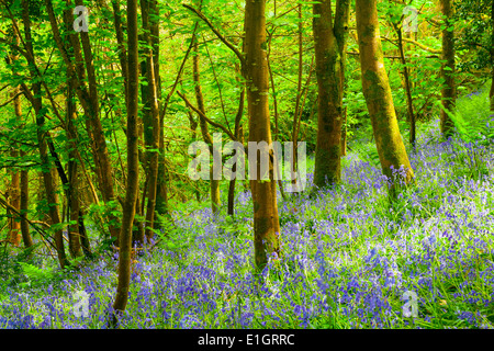 Printemps dans une belle Bluebells Woods Cornwall England UK Europe Banque D'Images