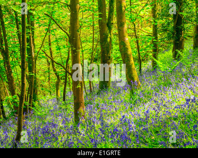 Printemps dans une belle Bluebells Woods Cornwall England UK Europe Banque D'Images