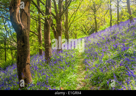 Printemps dans une belle Bluebells Woods Cornwall England UK Europe Banque D'Images