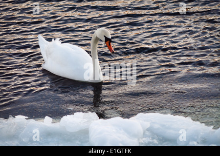 Un cygne nageant dans l'eau glacée en hiver. Banque D'Images