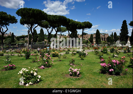 Italie, Rome, Aventino, Roseto Comunale, roseraie municipale Banque D'Images