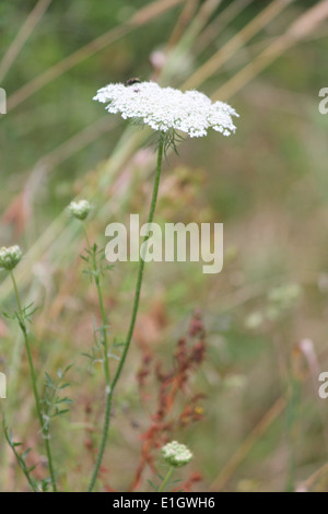 Queen Anne's Lace dans un champ ouvert dans l'Est de l'Ontario. Elle est originaire d'Europe et d'Asie du Sud-Ouest Banque D'Images