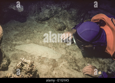 L'examen de plongeur Poissons plats sur le plancher océanique, nuit - Mer Rouge. Banque D'Images