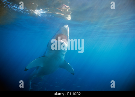 Grand requin blanc (Carcharodon carcharias), l'île de Guadalupe, Mexique - Océan Pacifique. Banque D'Images